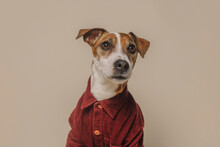 Jack Russell Terrier Dog Wearing Burgundy Shirt Against Beige Background