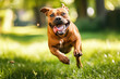 Energetic brown dog running joyfully in a sunny park, showcasing the playfulness and happiness of pets outdoors.