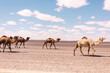 © Westend61 - Camel family walking in desert at Merzouga, Morocco, Africa
