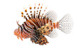 Lionfish on Transparent Background