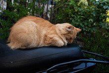 Fluffy Orange Cat Sleeping In The Comfort Of A Soft Motorcycle Seat.