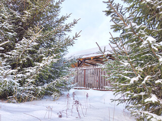 Wall Mural - A small rustic house among firs or pines. Winter natural landscape