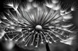 black and white background, Black and white, macro, abstract composition with water drops on dandelion seeds - texures