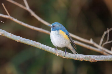 幸せの青い鳥、可愛いルリビタキ（ヒタキ科）。

日本国千葉県市川市、大町公園自然観察園にて。
2024年1月4日撮影。

A happy blue bird, the lovely Red-flanked Bluetail (Tarsiger cyanurus, family comprising flycatchers).

At Omachi park natural observation 