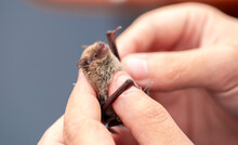 Bat In The Hands Of A Man In A Veterinary Clinic. A Doctor Checks The Health Of A Bat.