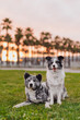 Japanese Akita and Border Collie at sunset with palm trees