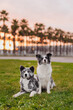 Japanese Akita and Border Collie at sunset with palm trees on the grass