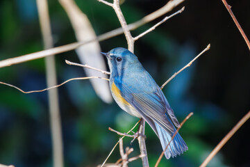 幸せの青い鳥、可愛いルリビタキ（ヒタキ科）。

日本国千葉県市川市、大町公園自然観察園にて。
2024年1月6日撮影。

A happy blue bird, the lovely Red-flanked Bluetail (Tarsiger cyanurus, family comprising flycatchers).

At Omachi park natural observation 