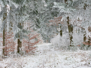 Wall Mural - Path in the winter forest. The trees are covered with frost.