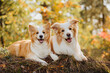 two red sunny border collie dogs in a sunny summer forest