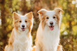two red sunny border collie dogs in a sunny summer forest Portrait