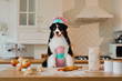 Australian Shepherd dog in the kitchen preparing pies with flour. Adorable dog