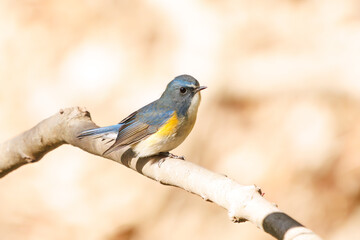 幸せの青い鳥、可愛いルリビタキ（ヒタキ科）。

日本国千葉県市川市、大町公園自然観察園にて。
2024年1月6日撮影。

A happy blue bird, the lovely Red-flanked Bluetail (Tarsiger cyanurus, family comprising flycatchers).

At Omachi park natural observation 