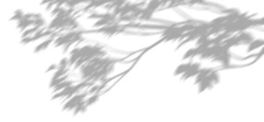 Wall Mural - shadow shade tree branches leaves cut-out transparent backgrounds 3d render png
