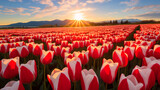 Fototapeta Kwiaty - a field of red and white tulips, arranged in the shape of the Canadian flag, creating a visually striking image for a Canada Day 2024 card