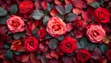 Fototapeta Kwiaty - Natural red roses background, flowers wall, Natural fresh red roses flowers pattern wallpaper. top view, Red rose flower wall background.