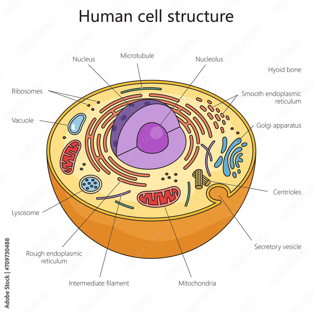 Human cell structure diagram hand drawn schematic raster illustration ...