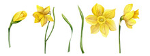 Watercolor Yellow Spring Flowers Daffodils With Green Leaves Set. Narcissuses Set Of Flowers In Different Blooming Phases . Hand Drawn Floral Illustration, Garden Wild Flowers For Greeting Card, Label