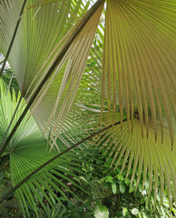 Poster - green palm leaves texture