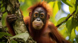 Critically endangered Sumatran orangutan hanging