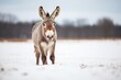 fluffy-eared donkey in a snow-dusted pasture looking keen