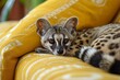Domestic Chestnut-Spotted Genet on the sofa
