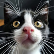 Funny black and white cat looking into the camera, ai technology