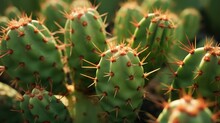 Beautiful Green Opuntia Cactus. Closeup Photo Of Cactus Plant With Sharp Thorns.