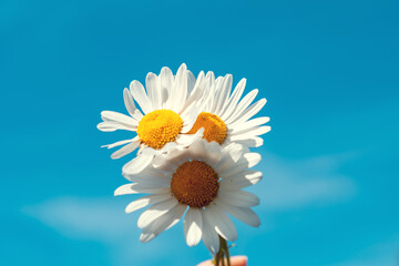 summer bouquet of daisies in hand against the blue sky