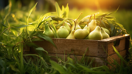 Wall Mural - Green pears lie in wooden boxes. The collected pears lie in boxes in the garden.