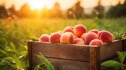 Wall Mural - Ripe peaches in a wooden crate in the garden on sunny day