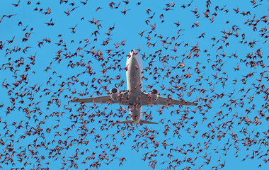 Wall Mural - An airplane flying in the sky and surrounded by a flock of birds