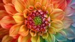 Colorful dahlia flower close up