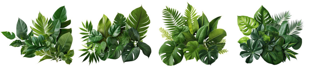 collection of green leaves of tropical plants bush (monstera, palm, rubber plant, pine, bird's nest 
