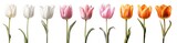 Collection set of white cream pink orange stalk of tulip tulips flower floral with leaves on transparent background cutout, PNG file. Mockup template artwork graphic design