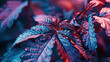 Neon marijuana leaves close up shiny leaves of flowering cannabis bushes