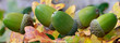 Stieleiche (Quercus robur) Früchte auf Herbstblättern, Panorama 