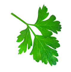 Wall Mural -  Levitating  Parsley leaf  isolated on white background. Fresh Parsley herb closeup. Package design element