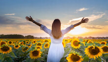 Carefree Happy Beautiful Young Woman In White Dress Opened Arms Up In Air And Looking At Sunset In A Large Field Of Sunflowers, Freedom Concept, Enjoyment, Summer Time