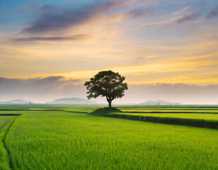 Wall Mural - Minimalist landscape with single tree at sunrise in rice fields