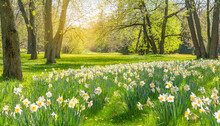 Beautiful Meadow With Blossoming Daffodils Growing In Sunny Spring Park
