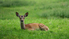 Beautiful Meadow With A Young Deer Lying In Green Grass