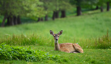 Beautiful Meadow With A Young Deer Lying In Green Grass