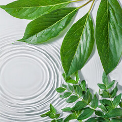 Wall Mural - Water ripple with green leaves. Trendy white background for cosmetic product presentation. Artistic concept. Copy space