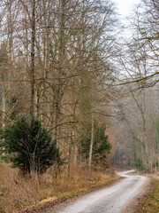 Poster - Waldweg im Winter