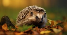 A Close-Up Encounter With A Nocturnal Hedgehog In Its Natural Habitat