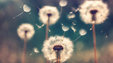Fototapeta Dmuchawce - Dreamy Dandelion Dance: Abstract Blurred Nature Background with Seeds Parachute
