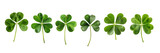 Fototapeta Natura - Set collection of lucky clover and shamrock isolated on transparent background, Saint Patrick day celebration symbol, png file