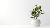 Fototapeta Sypialnia - a potted plant in a stylish vase against a flawless white background, captured in high definition.