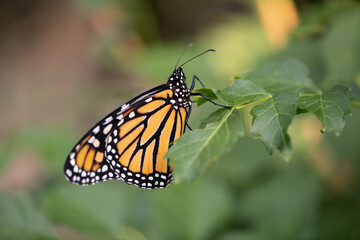 Sticker - butterfly on leaf